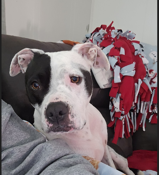 Zelda sitting on a couch with a blanket